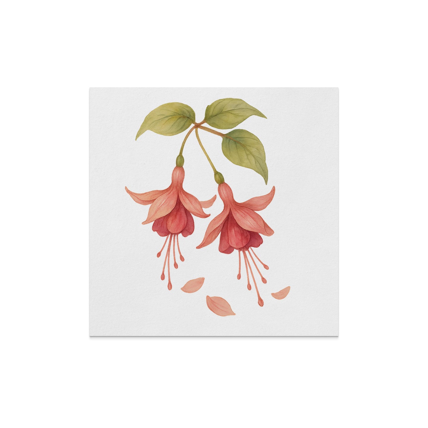 Beautiful Blossoming Fuchsia Botanical Art Canvas print product