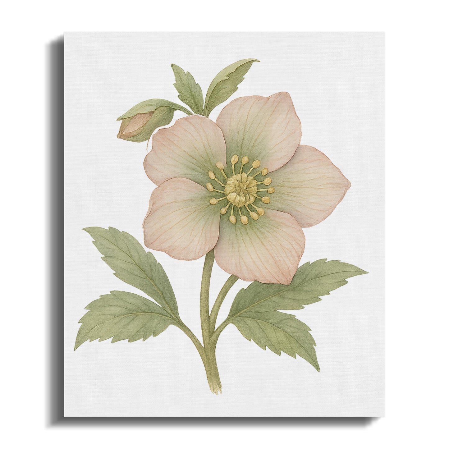 Delicate Pale Pink Flower on White Background Canvas product