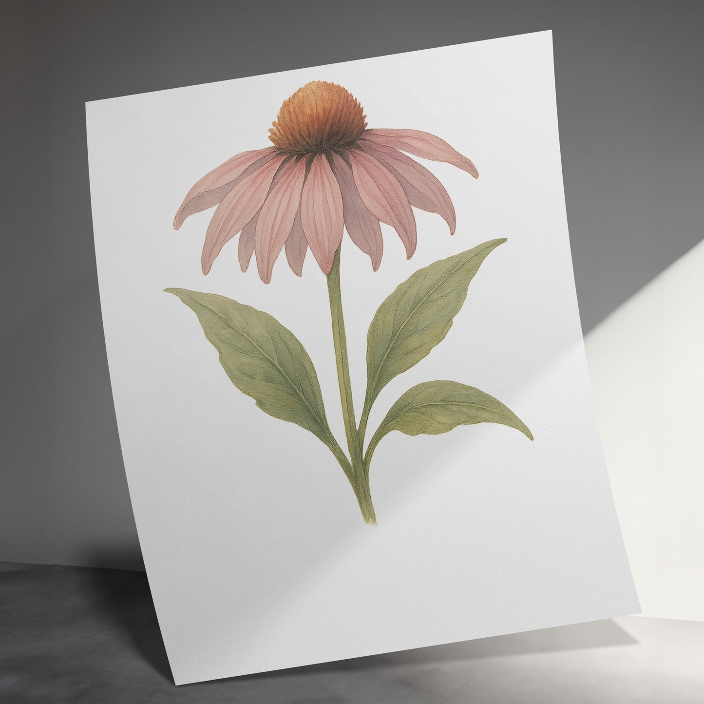 Beautiful Botanical Art Print of Echinacea Flower product type