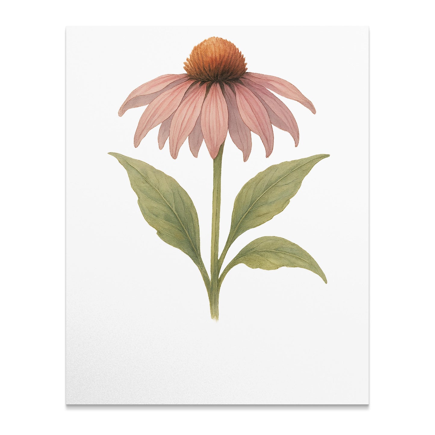 Pink Echinacea Flower Botanical Wall Art Print product