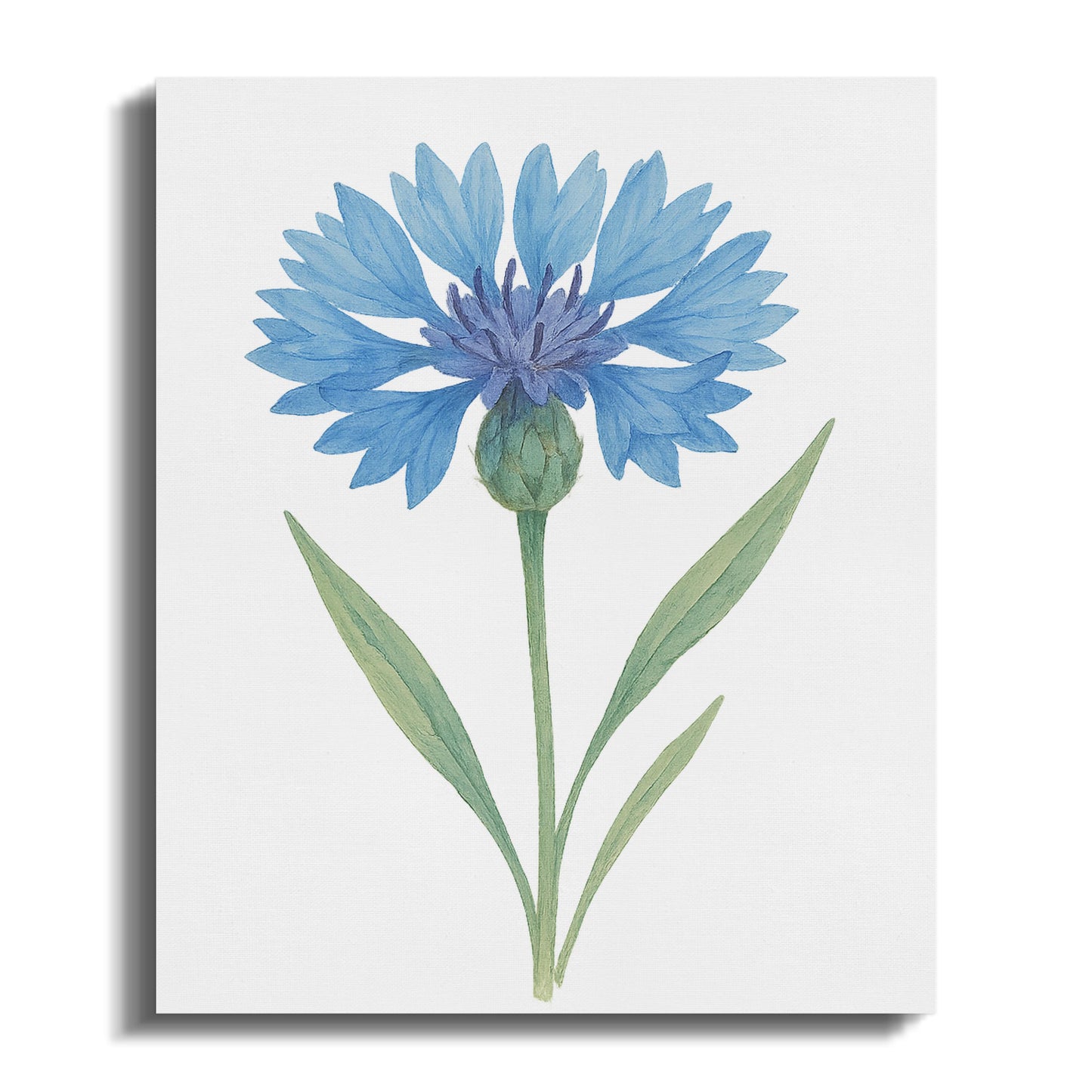 Beautiful Blue Cornflower Art Botanical Print product type