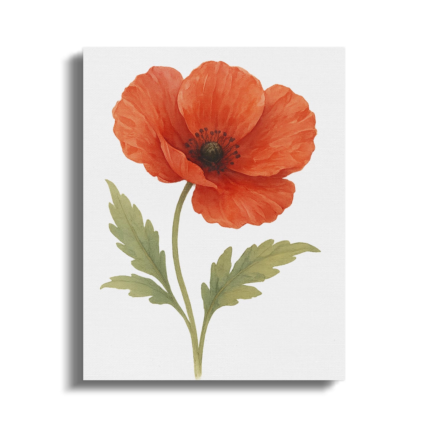 Beautiful Red Poppy Flower Botanic Art Print product type