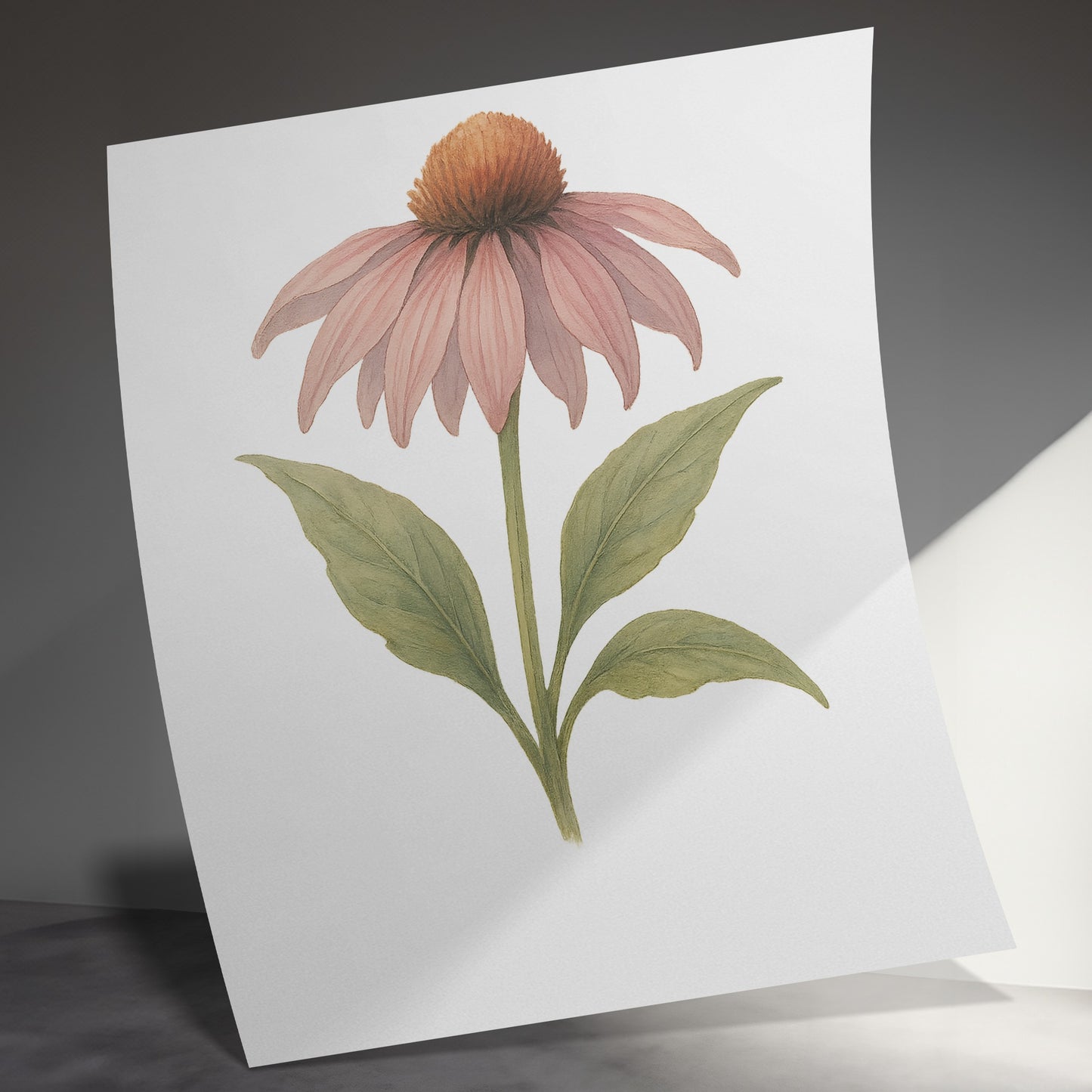 Beautiful Pink Echinacea Botanical Art Print product type