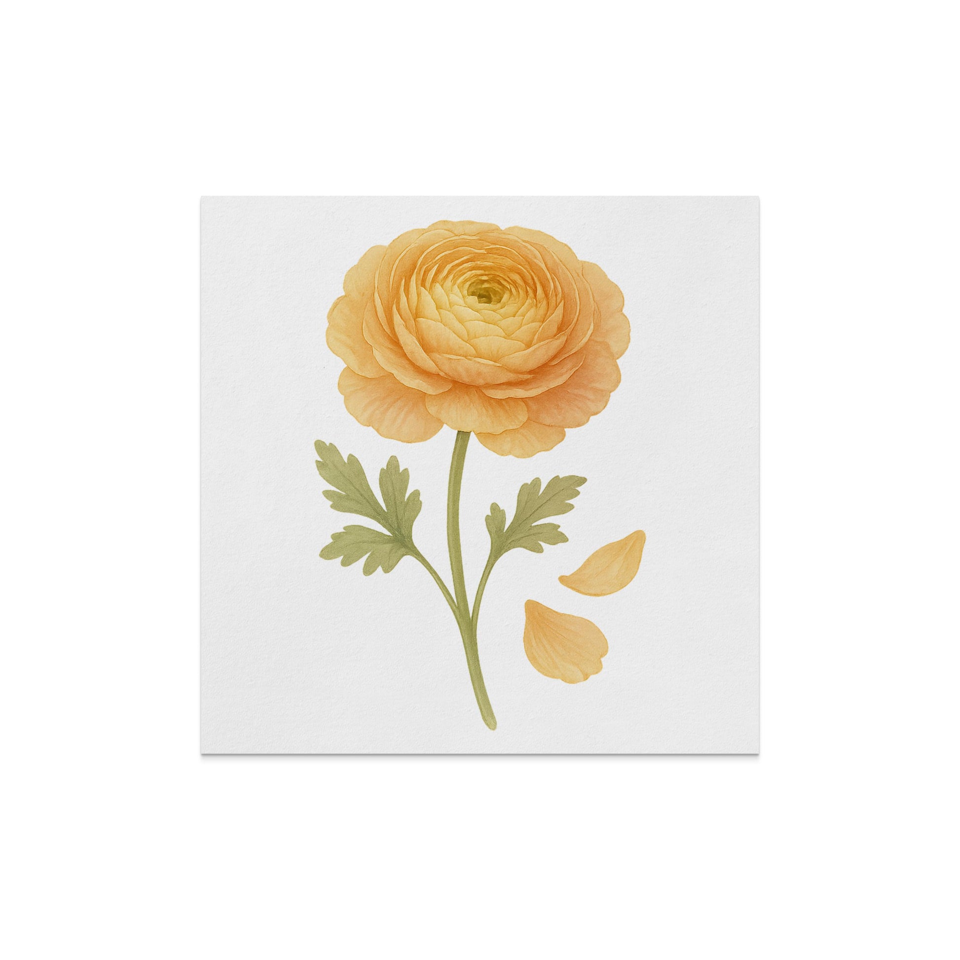 Yellow Ranunculus Flower Botanical Art product