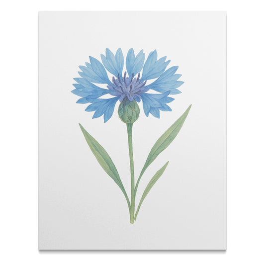 Blue Cornflower Botanical Art Print Wall Decor product type