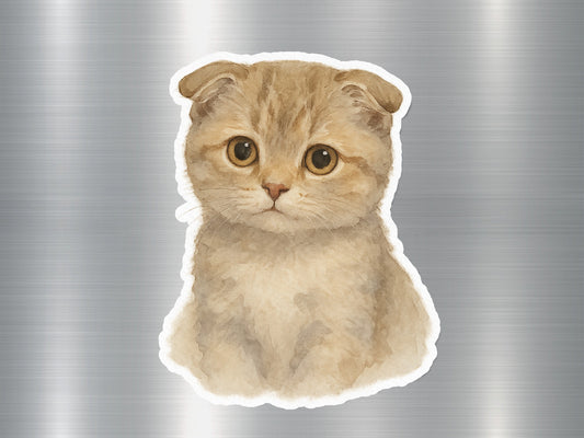 Adorable Scottish Fold Kitten Illustration product type